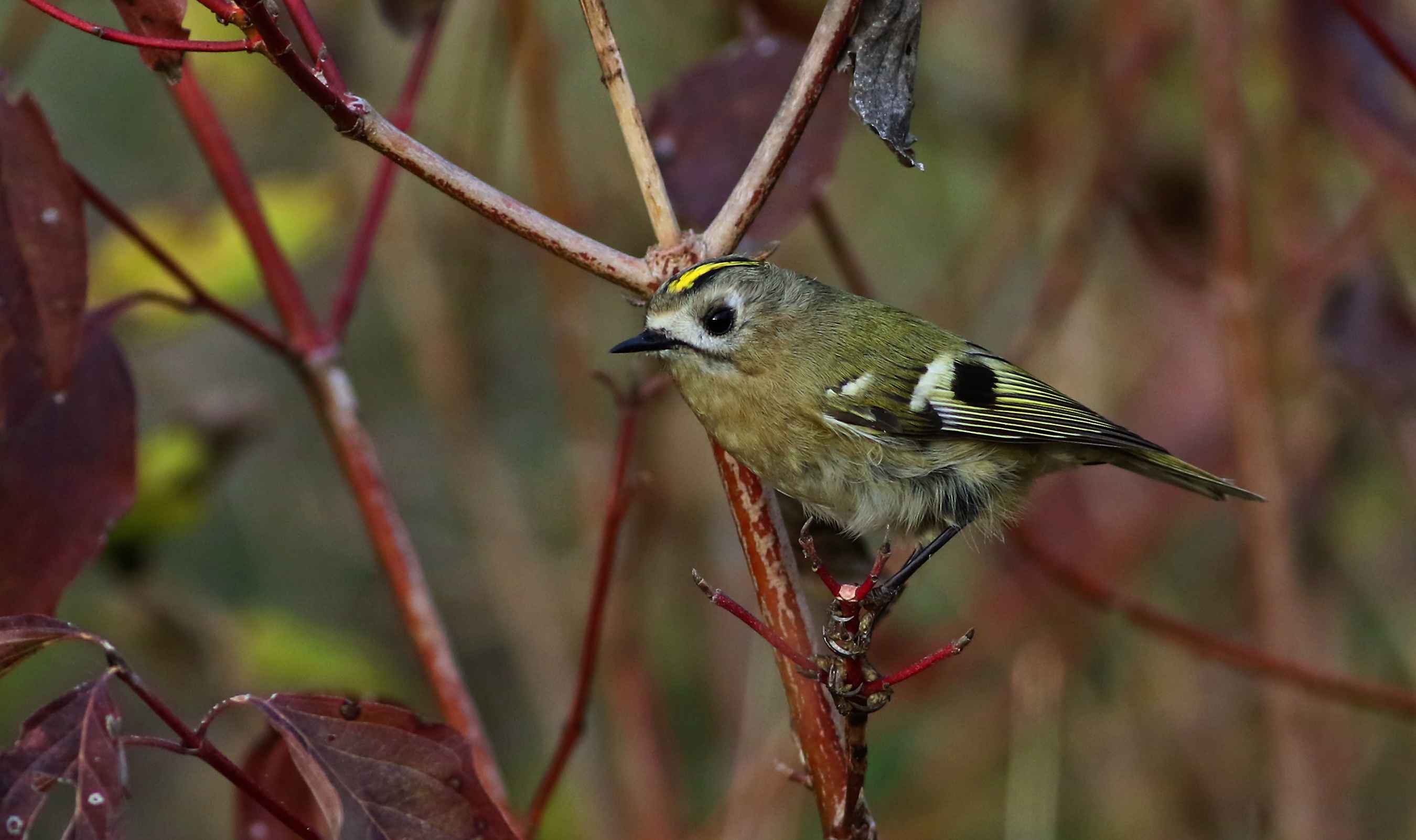 Goldcrest